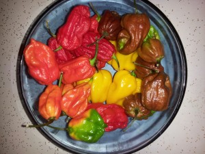 habaneros cousins