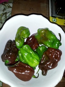 green and brown habaneros